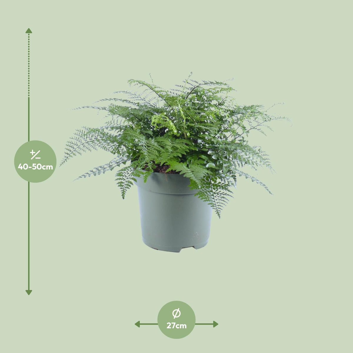 Asplenium Parvati (Vogelnestfarn) – Ø 27 cm, 50 cm hoch