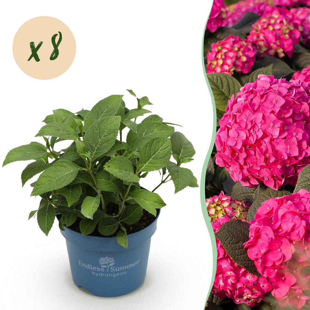 Hydrangea 'Endless Summer Summer Love Red' (hortensia) – rood – 8 planten, Ø14 cm, 20–25 cm hoog
