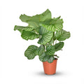 Calathea orbifolia – Ø 19 cm, 60 cm hoch