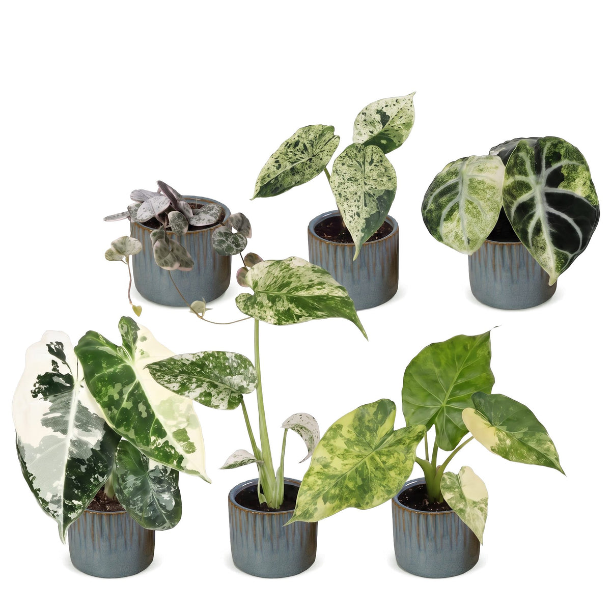 6× Babyplanter Variegata Mix incl. Linnea Misty Blue – Ø6 cm, 10–15 cm høj