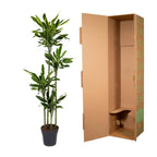Dracaena Golden Coast (drakenboom) – Ø27 cm, 170 cm hoog