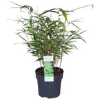 Fargesia rufa (non-invasive bamboo) – Ø14 cm, 40 cm high