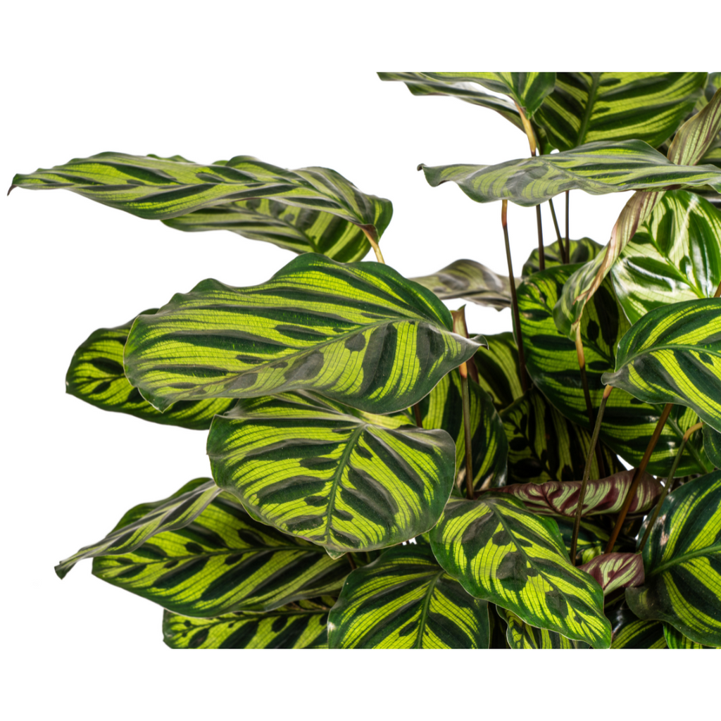 Calathea makoyana – Ø27 cm, 60–80 cm hoog