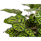 Calathea makoyana – Ø27 cm, 60–80 cm hoog