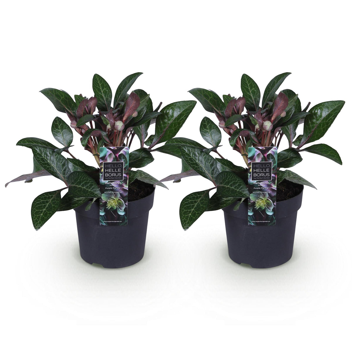 Helleborus lividus 'Purple Marble' (kerstroos) – 2 planten, Ø14 cm, 35 cm hoog – foto 2