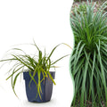 Carex oshimensis 'Evergreen' (Japanese sedge) – 24 plants, Ø11 cm, 15–25 cm high