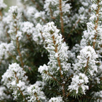 Picea glauca Conica (Weihnachtstanne) im Zinktopf – Ø 17 cm, 65 cm hoch – weiß