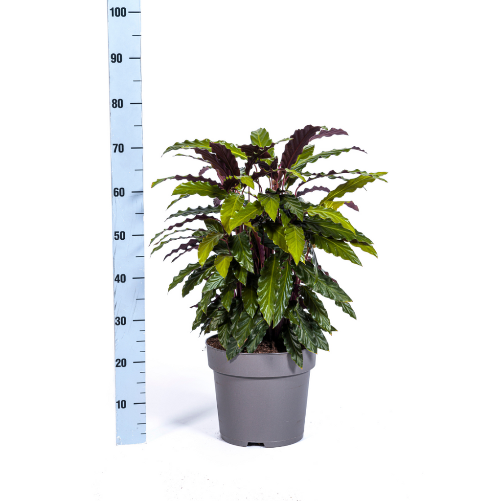 Calathea Rufibarba – Ø27 cm, 60–80 cm hoog