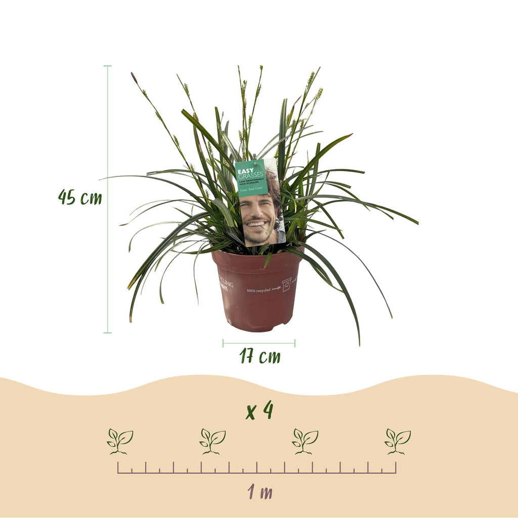 Carex oshimensis 'Intense Green' (laîchaude) – 2 plantes, Ø17 cm, 50 cm de haut – photo 3