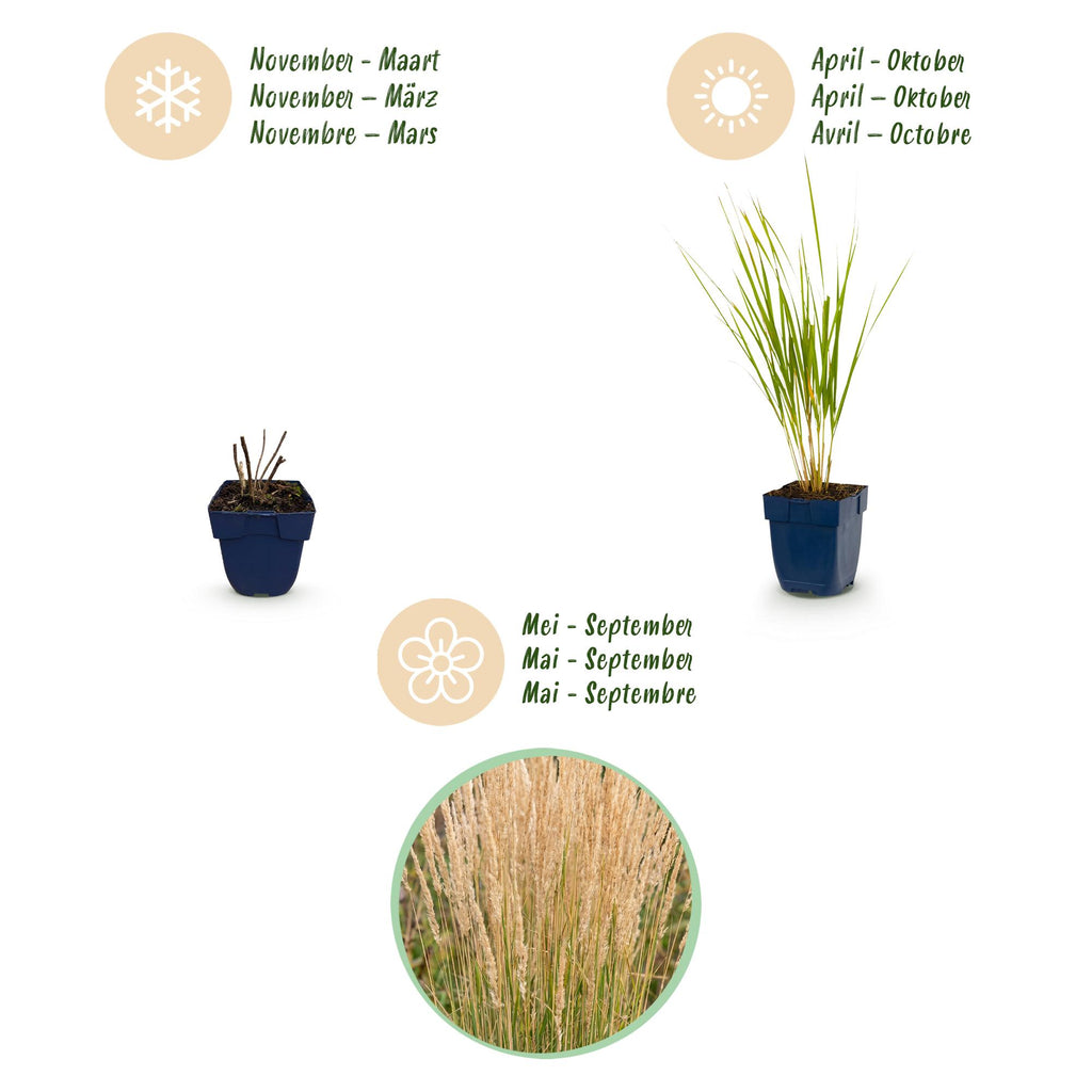Calamagrostis 'Karl Foerster' (stipe) – 12 plants, Ø11 cm, 15–25 cm de haut – photo 4