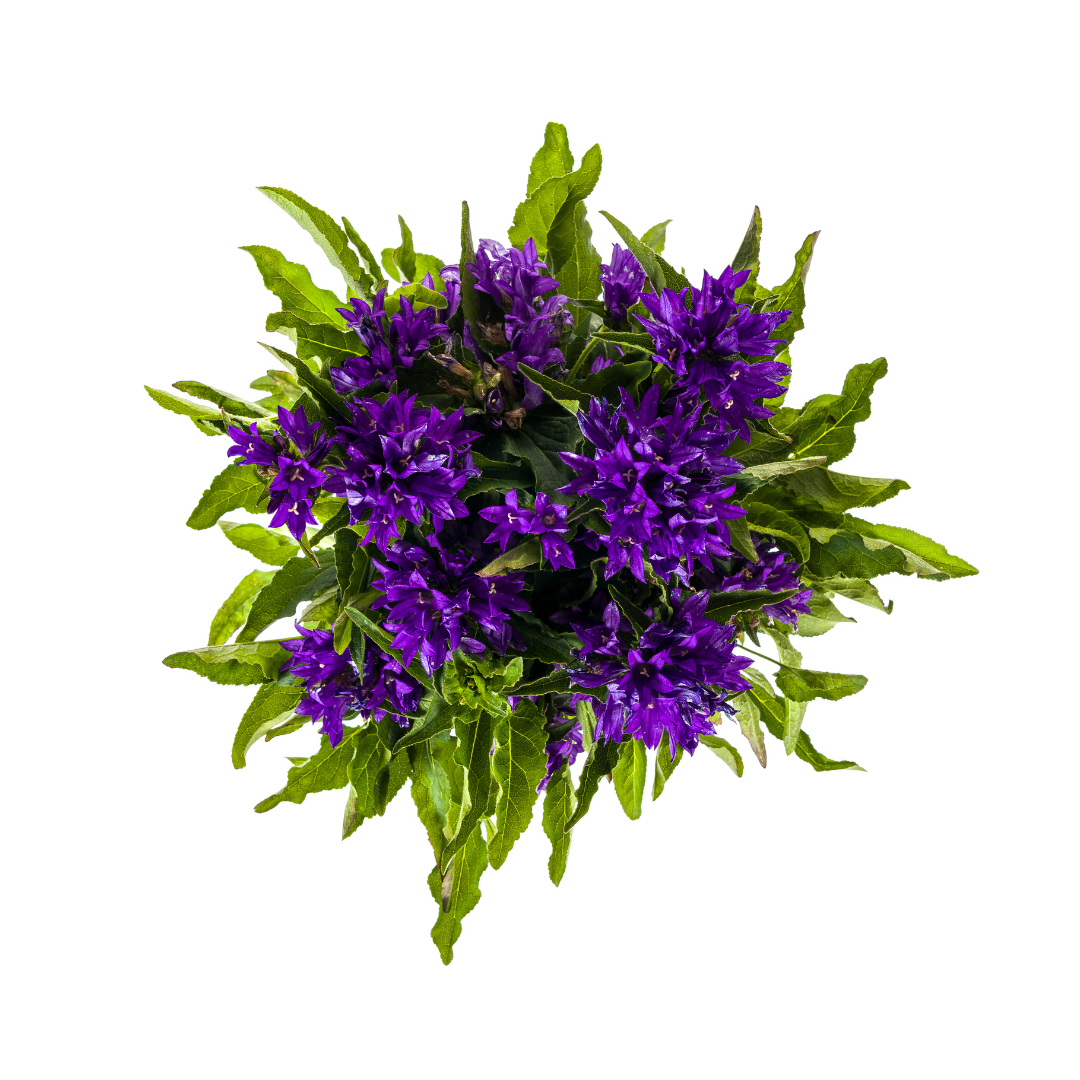Campanula 'Glomerata Genti Blue' (klokjesbloem) – Ø19 cm, 30–40 cm hoog