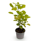 Cotinus coggyria 'Golden Spirit' (cotinus) – jaune – Ø12 cm, 35 cm de haut