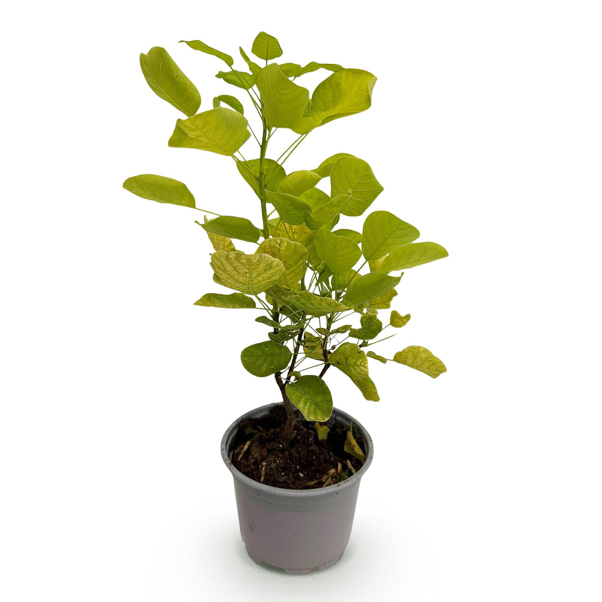 Cotinus coggyria 'Golden Spirit' (cotinus) – jaune – Ø12 cm, 35 cm de haut – photo 2