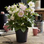 Helleborus orientalis 'Double Ellen Pink' (Orientalische Christrose) – 2 Pflanzen, Ø 14 cm, 35 cm hoch