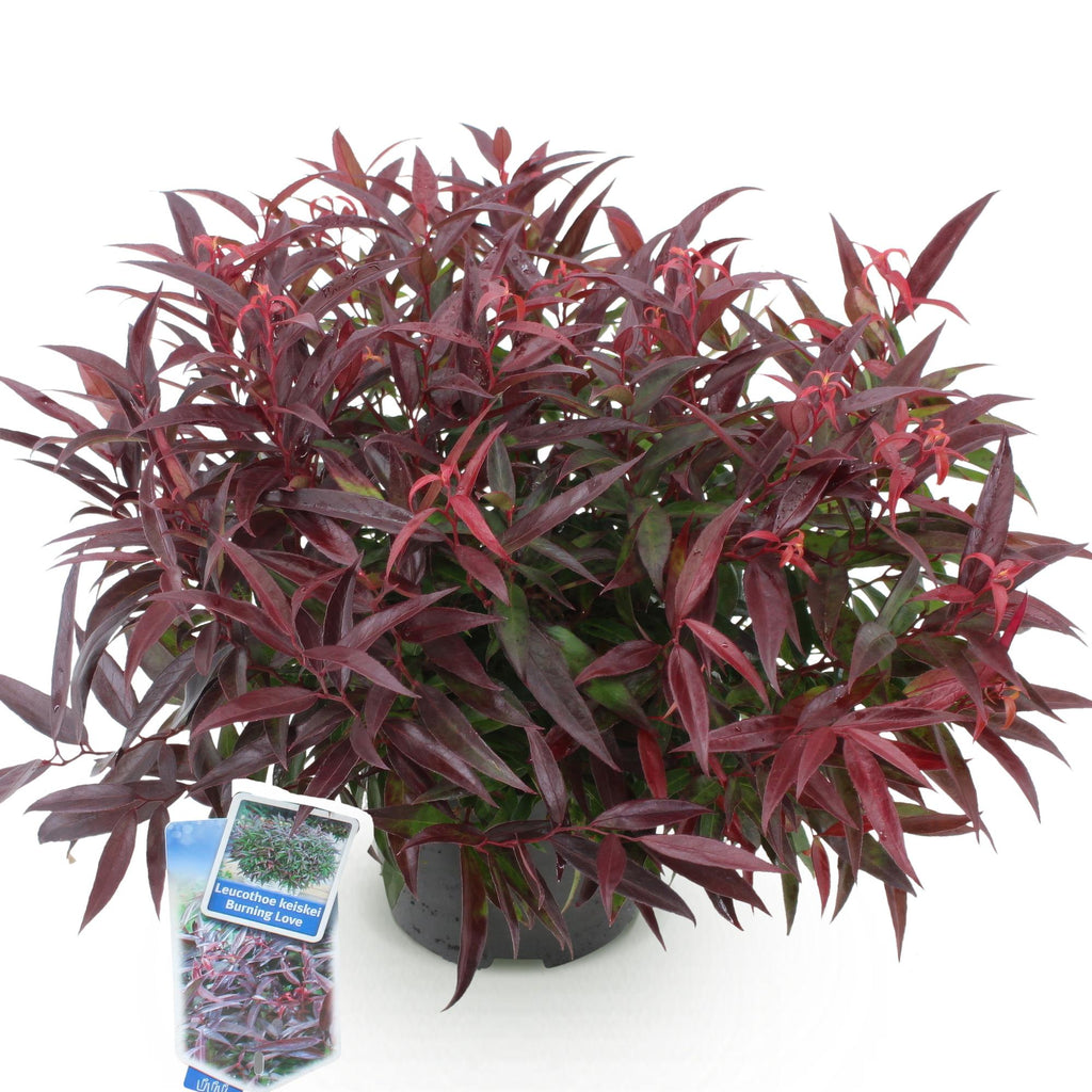 Leucothoe 'Burning Love' – rot – Ø17 cm, 45 cm hoch – Bild 2