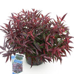 Leucothoe 'Burning Love' – rot – Ø17 cm, 45 cm hoch