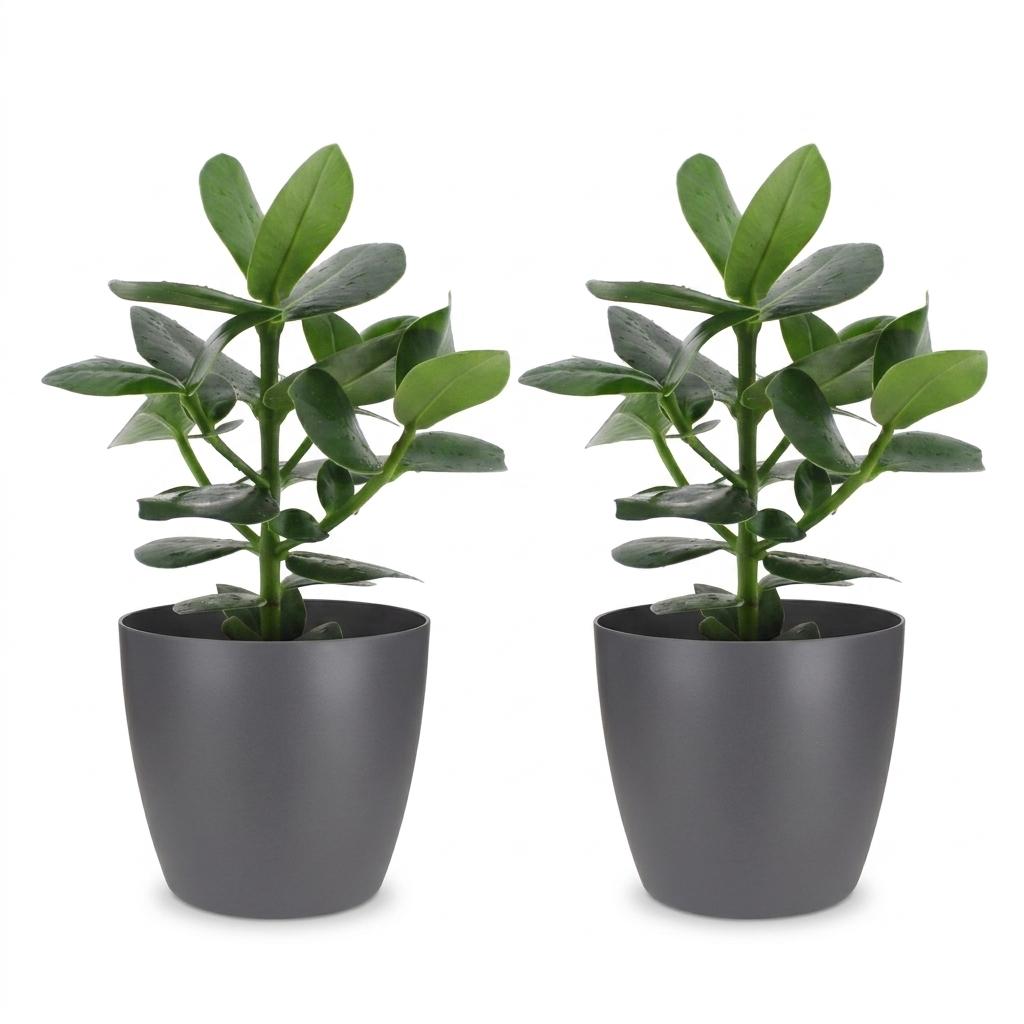 2× Clusia Princess in Potter-sierpot grijs – Ø12 cm, 40 cm hoog