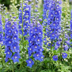 Delphinium 'Blue Bird' (Sch intentionssporn) – blau – 24 Pflanzen, Ø11 cm, 15–25 cm hoch