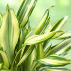 2× Dracaena fragrans Diamond Dream (arbre au dragon) avec panier – Ø17 cm, 50–55 cm de haut