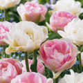 Tulipe 'Double Sensation' – 12 bulbes (calibre 11/12)