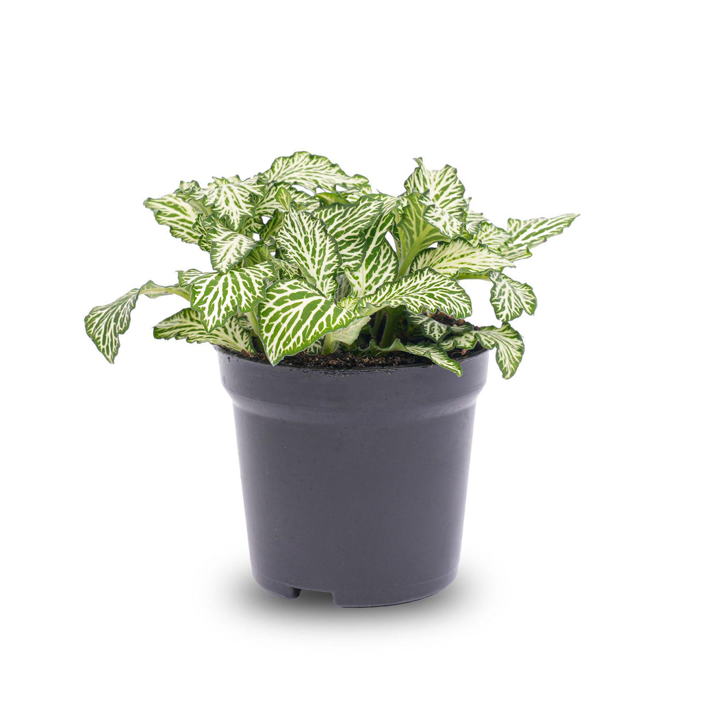Fittonia White (Mosaic Plant) – Ø8 cm – photo 2