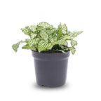 Fittonia White (Mosaic Plant) – Ø8 cm