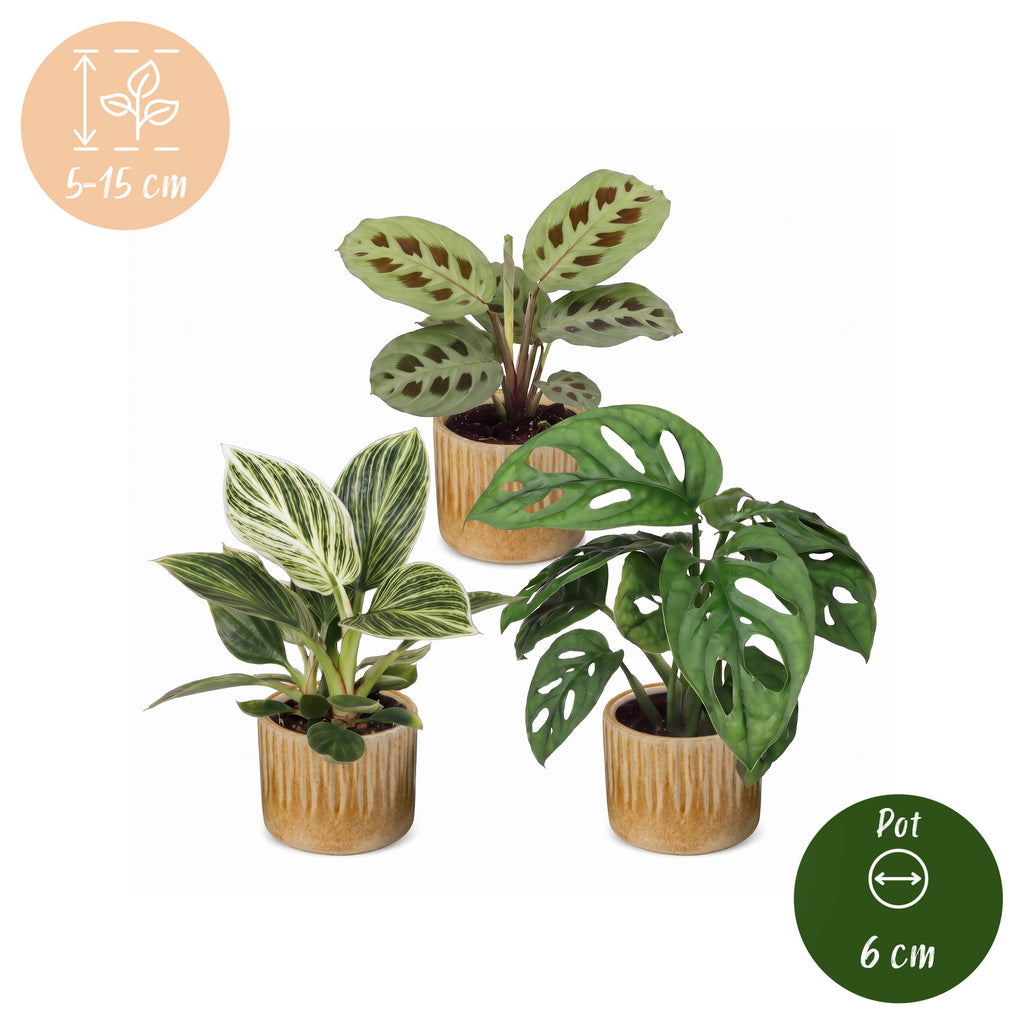 3× Surprise box of houseplants incl. Linnea Honey – Ø6 cm, 5–15 cm tall – photo 5