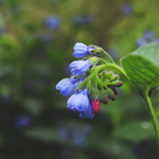 Symphytum grand. 'Wisley Blue' (grande consoude) – 12 plantes, Ø9 cm, 10–25 cm de haut