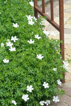 Geranium sanguineum 'Album' (cranesbill) – 48 plants, Ø9 cm, 10–25 cm high