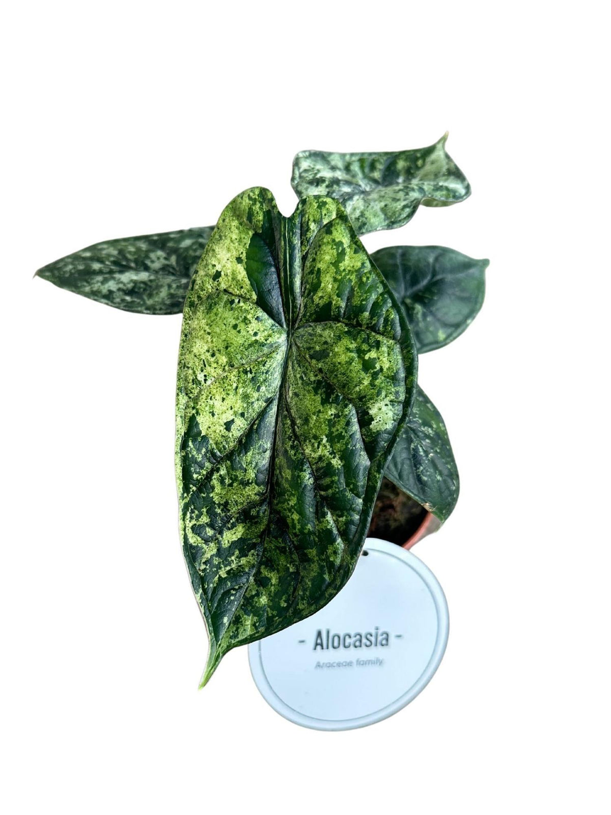 Alocasia Dragon Scale Variegata (oreille d’éléphant) – Ø 12 cm, 25 cm de haut