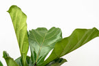 Ficus lyrata verzweigt XL (Geigenfeige) – Ø 34 cm, 170 cm hoch