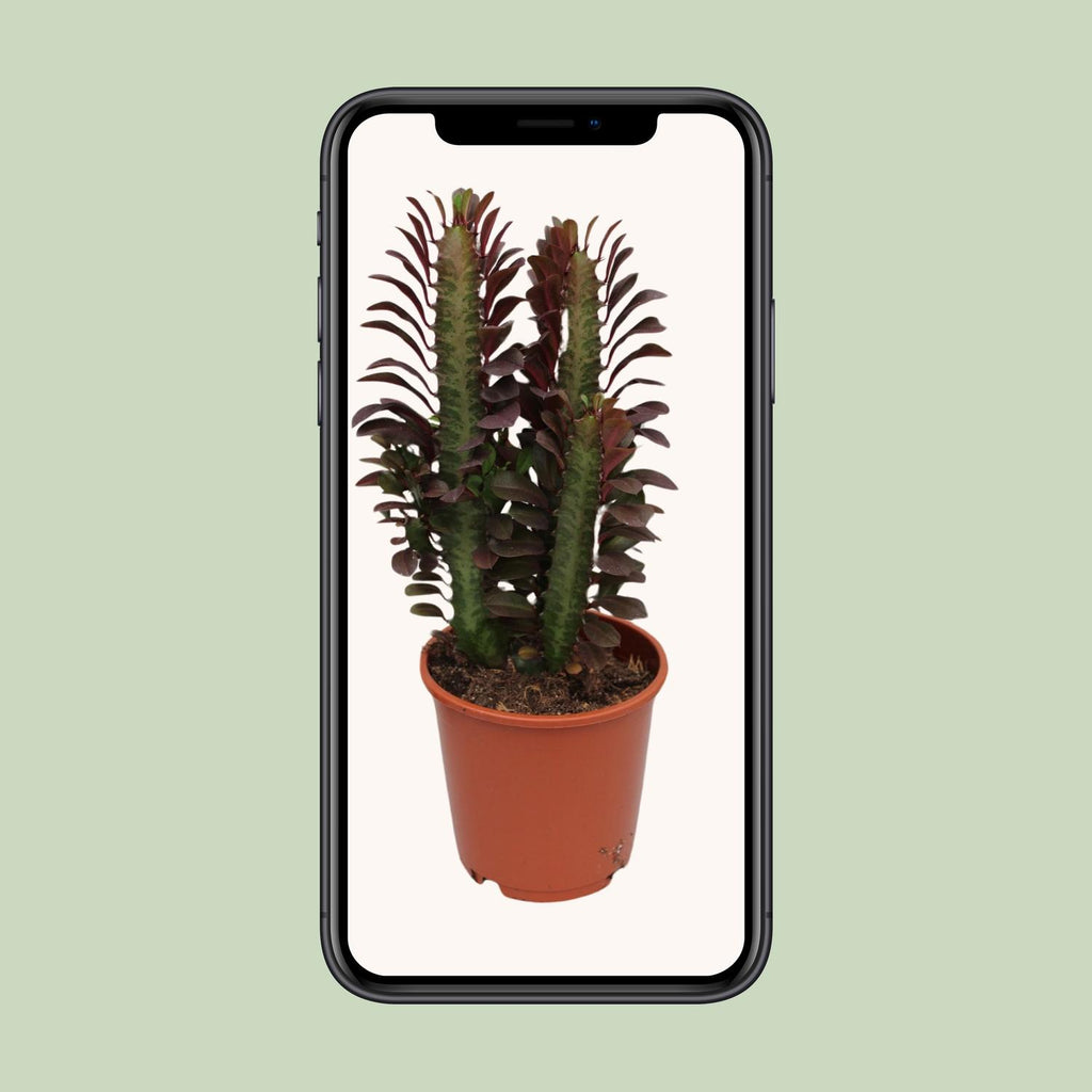 Euphorbia Trigona Rubra – Ø 12 cm, 40 cm hoch