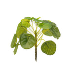 Pilea mini busk – Ø13 cm