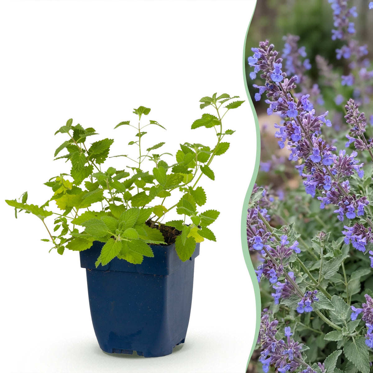 Nepeta faassenii 'Six Hills Giant' (catmint) – purple – 12 plants, Ø11 cm, 15–25 cm high