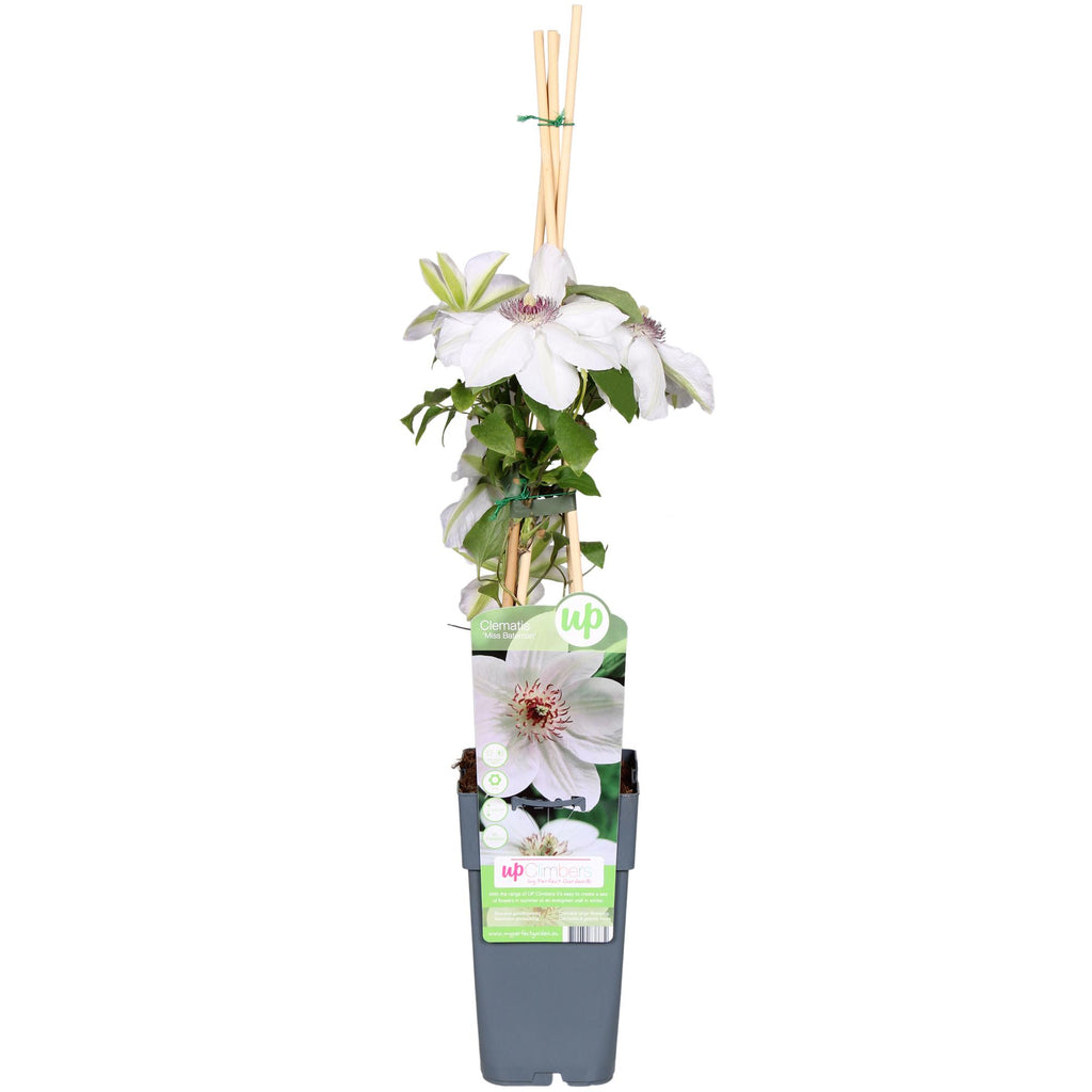 Clematis 'Miss Bateman' (Waldrebe) – Ø15 cm, 65 cm hoch