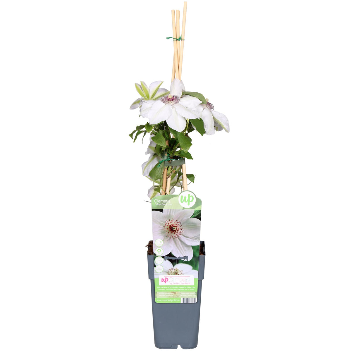 Clematis 'Miss Bateman' (bosrank) – Ø15 cm, 65 cm hoog