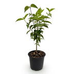 Cornus kousa chinensis (Kornelkirsche) – weiß – Ø 12 cm, 35 cm hoch