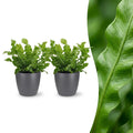 2× Asplenium Crispy Wave (fougère nid d’oiseau) en pot décoratif Potter gris – Ø12 cm, 30 cm de haut