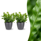 2× Asplenium Crispy Wave (fougère nid d’oiseau) en pot décoratif Potter gris – Ø12 cm, 30 cm de haut