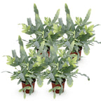 4× Phlebodium aureum Blue Star (blauwvaren) – Ø12 cm, 25–30 cm hoog