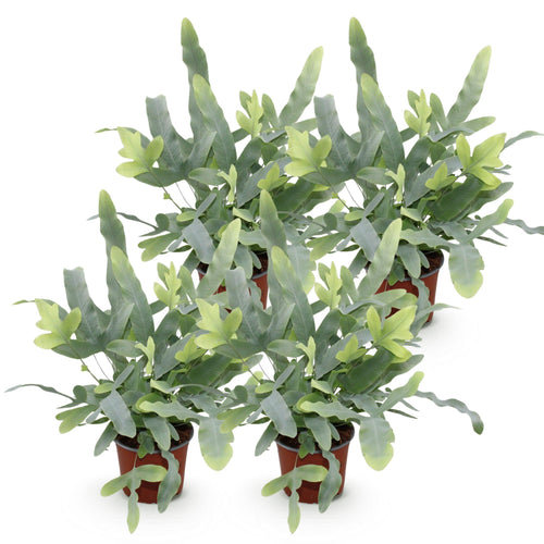 4× Phlebodium aureum Blue Star (Blaufarn) – Ø12 cm, 25–30 cm hoch
