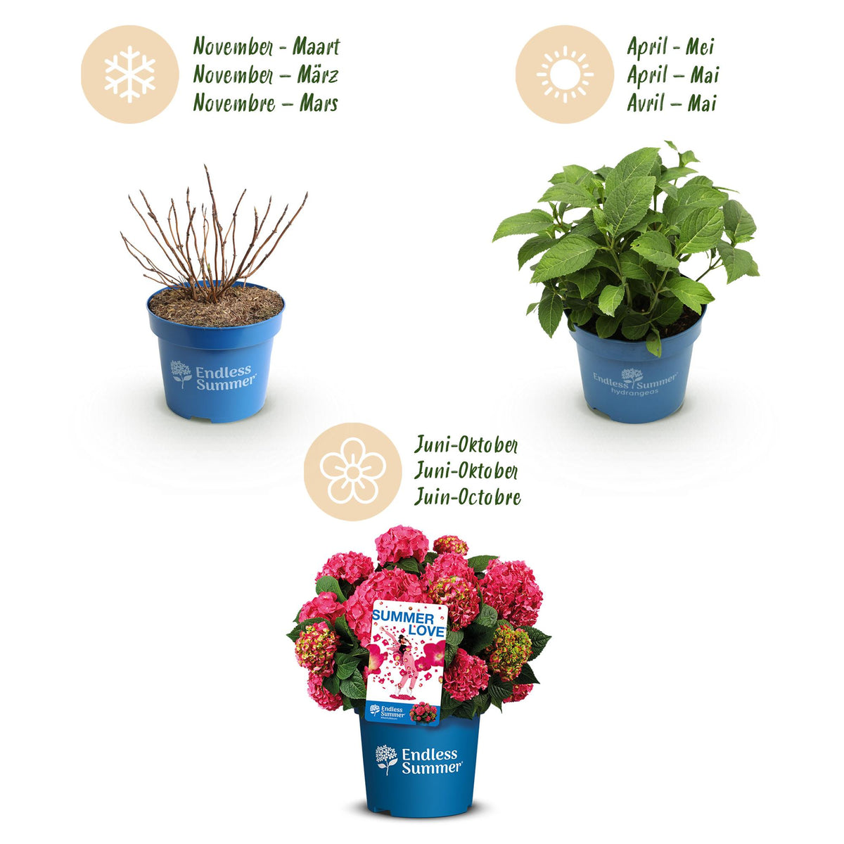 Hydrangea 'Endless Summer Summer Love Red' (hortensia) – rood – 4 planten, Ø14 cm, 20–25 cm hoog – photo 4
