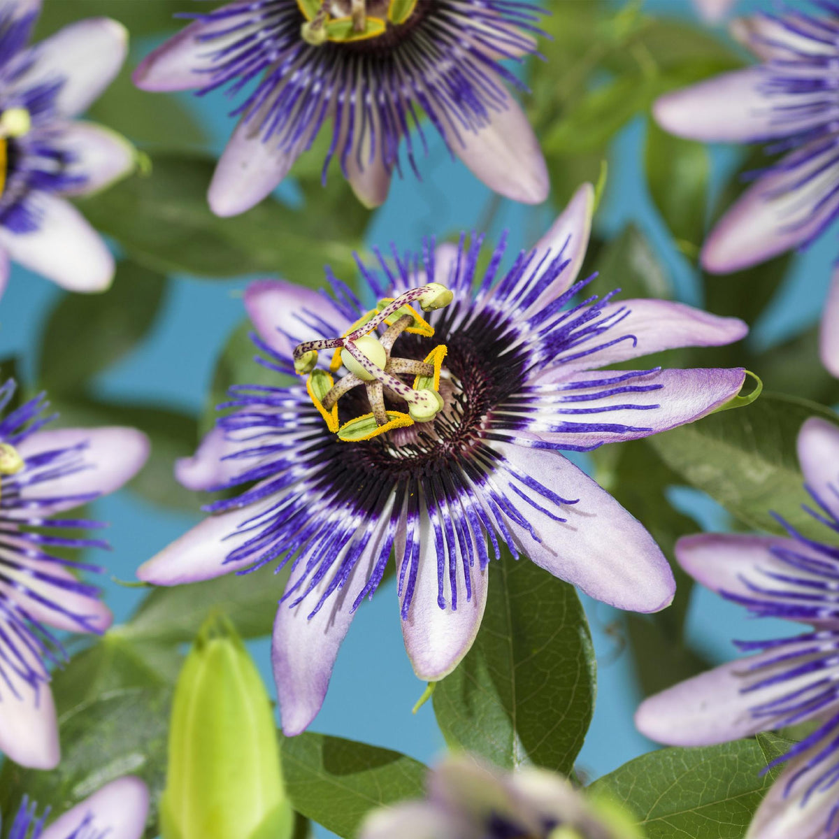 Passiflora 'Damsels Delight' (Passionsblume) – 2 Pflanzen, Ø 11 cm, 40 cm hoch – Bild 4
