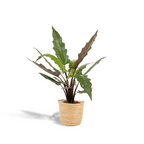 Alocasia Lauterbachiana (olifantsoor) met mand selin – Ø19 cm, 80 cm hoog