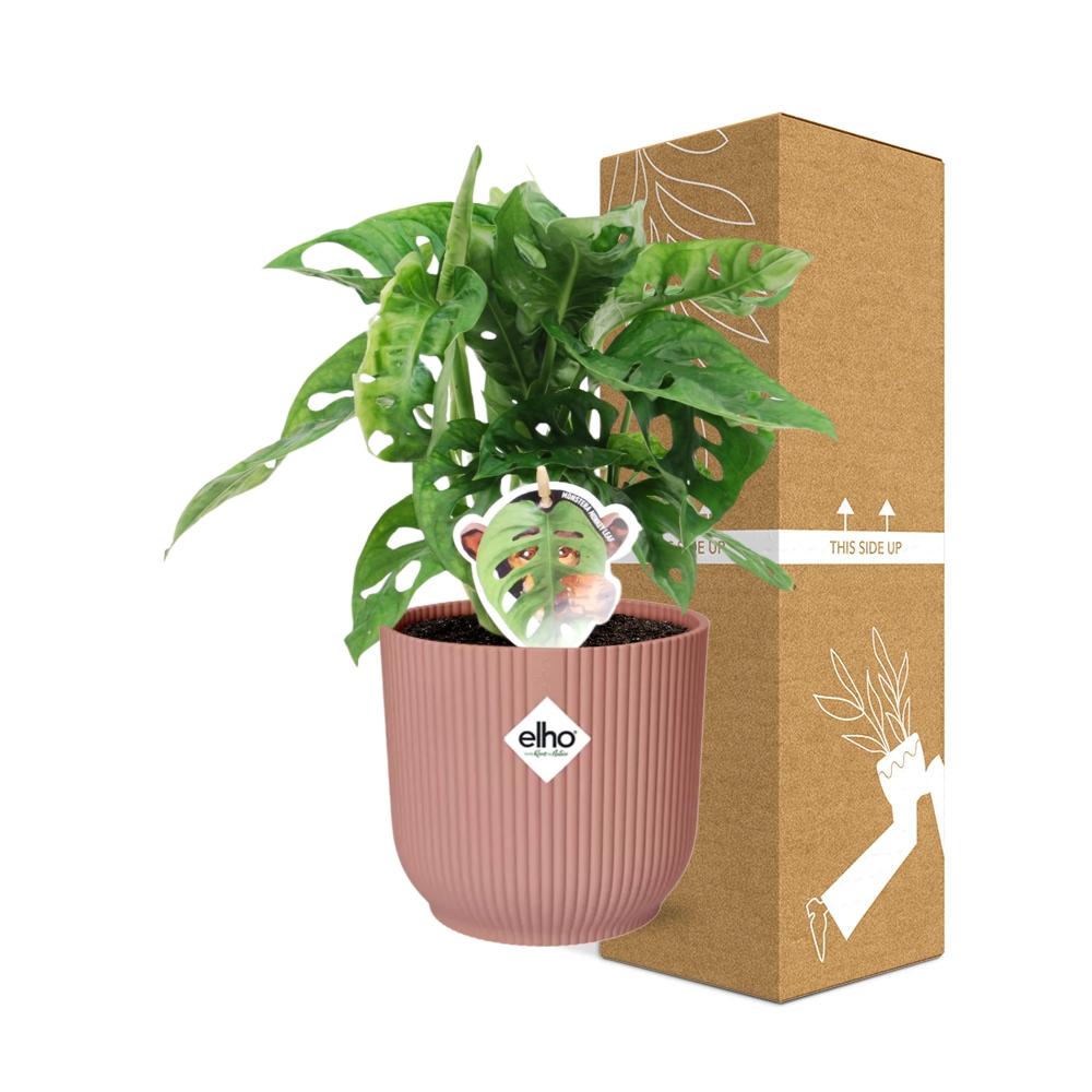 Monstera ‘Monkey Leaf’ in ELHO Vibes Fold 14cm rosa (Fensterblatt) – 30 cm hoch