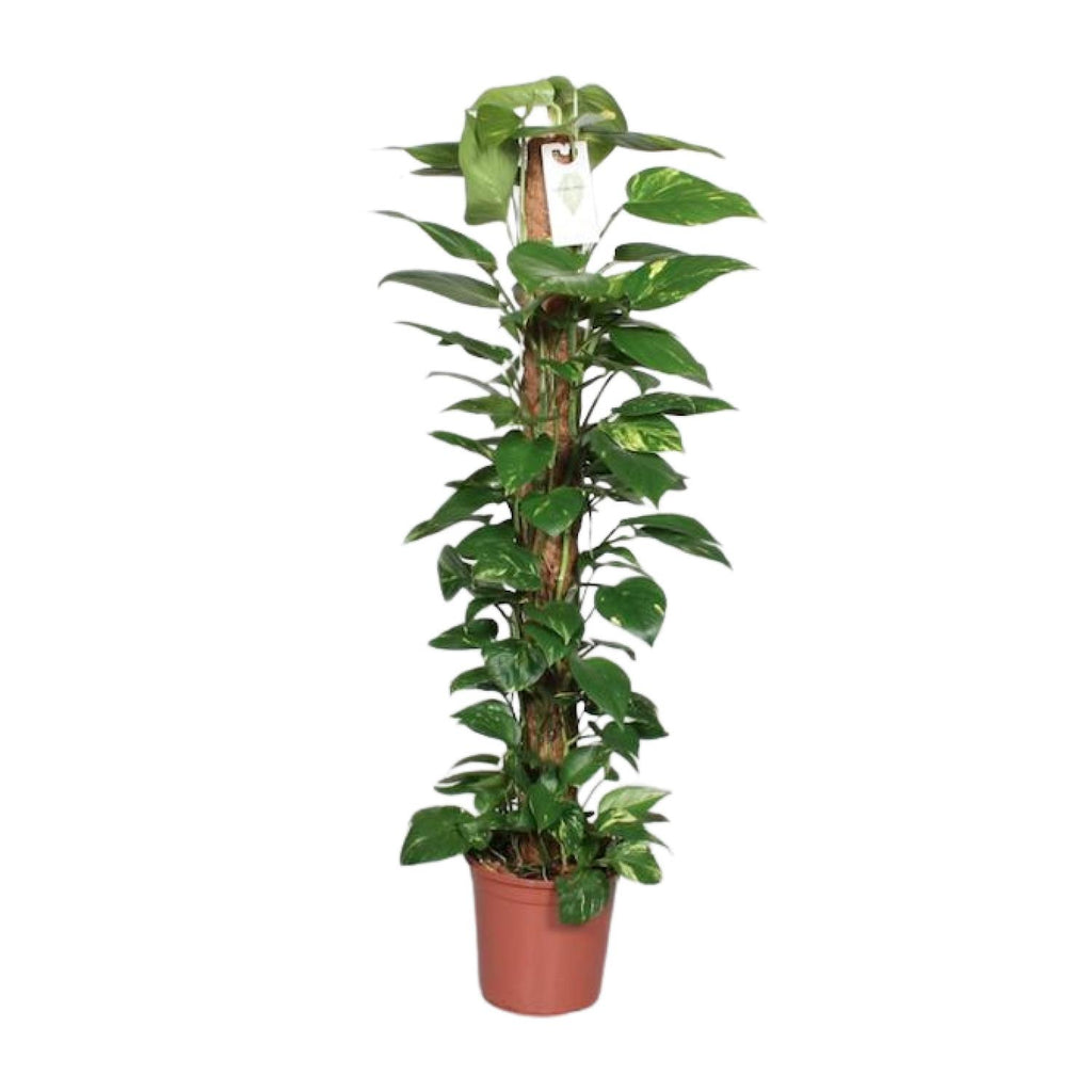 Epipremnum Pinnatum 120cm (scindapsus) – Ø24 cm, 120 cm hoog