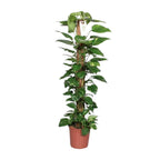 Epipremnum Pinnatum 120cm (scindapsus) – Ø24 cm, 120 cm hoog