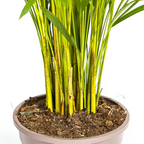 Dypsis Areca Lutescens (palmier doré) avec panier – Ø24 cm, 120–140 cm de haut