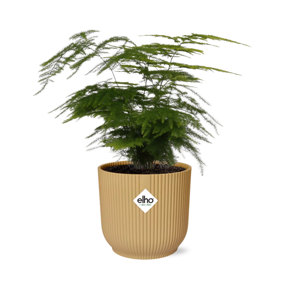 Asparagus Setaceus ‘Plumosus’ im ELHO Vibes Fold 14 cm gelb (Springgefäßfarne) – 35 cm hoch