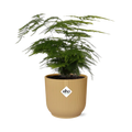 Asparagus Setaceus ‘Plumosus’ im ELHO Vibes Fold 14 cm gelb (Springgefäßfarne) – 35 cm hoch